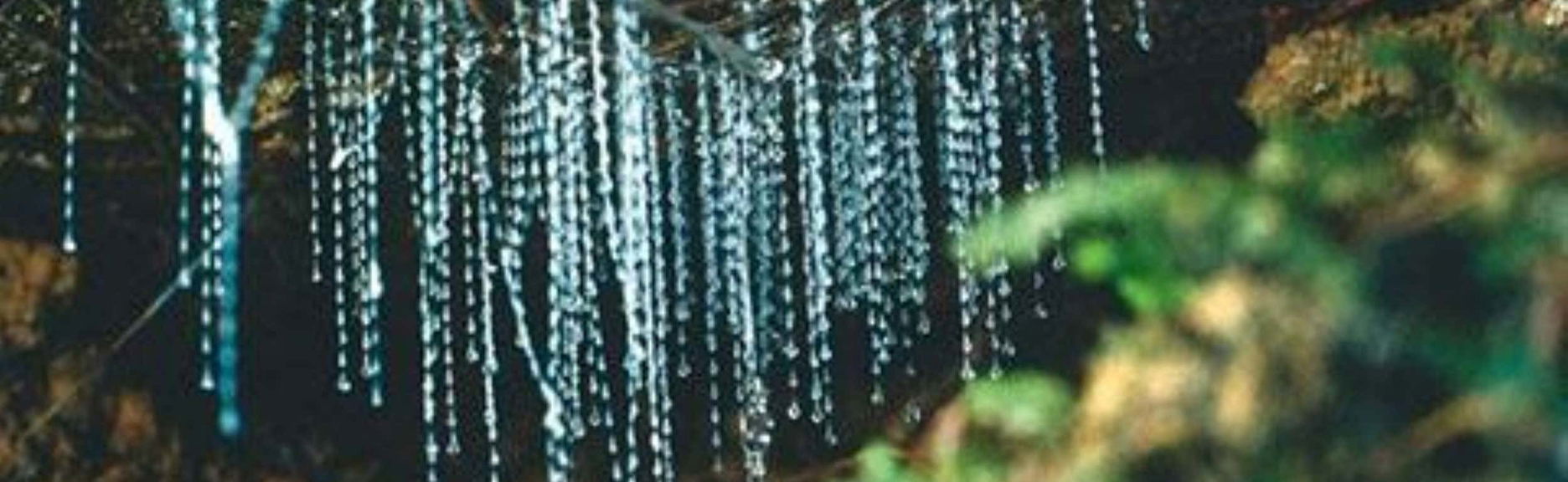 Excursão às cavernas Kawiti e à floresta de Opua e Hundertwasser - Foto 1, Excursão às cavernas Kawiti e à floresta de Opua e Hundertwasser