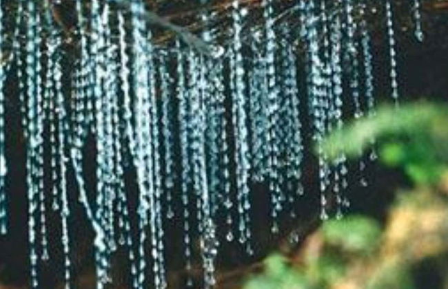 Kawiti Glowworm Caves, Hundertwasser Exhibition Centre & Opua Forest Tour - Photo 1