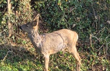 Ferienwohnung Lux - Foto 11