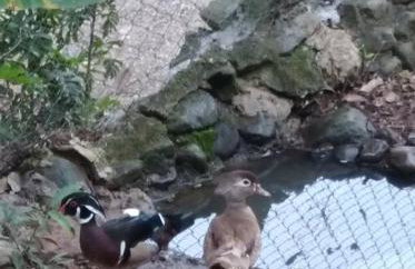 Sítio em área rural, ao pé da Serra Gaúcha. - Foto 14