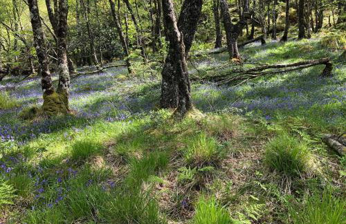 Barfad Self Catering Holiday Cottages - Foto 15