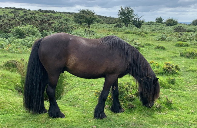 1 Bed-pet Friendly-parking-patio-close to Coasts - Foto 40