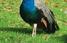 No 4 Trelawney Apartment - Onsite Bar - Restaurant - Horse Riding - Foto 49