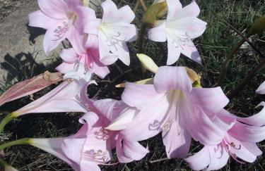 Casa in campagna - Foto 4