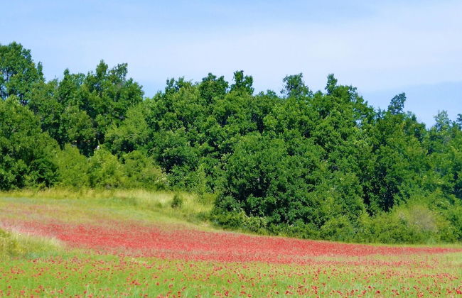 Private Garden House in Redortiers - Foto 42