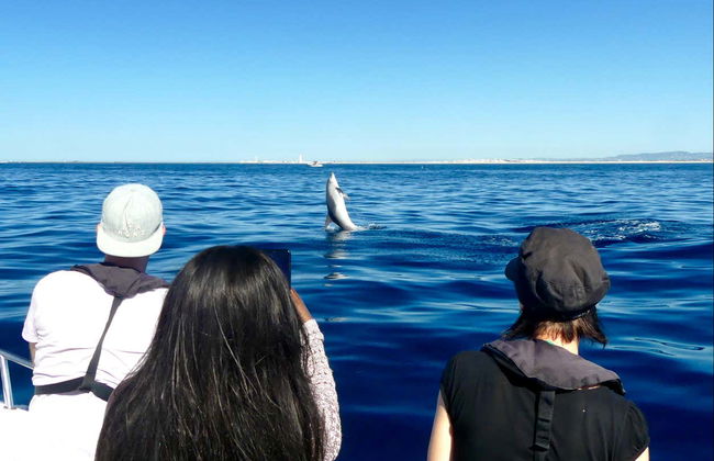 Faro Dolphin Watching Tour - Photo 2