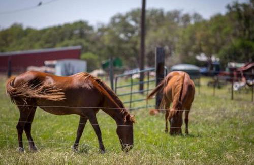 Lovely Cottage Rental with Waterfall on San Gabriel River near Austin, Texas - Foto 19