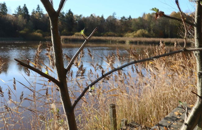 4 Person Holiday Home in Skanes-fagerhult-by Traum - Foto 11