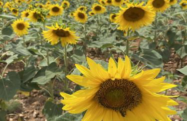 Casa Rural Renueva en Buendía - Foto 44