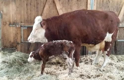 Ferienwohnungen Karle - Foto 7