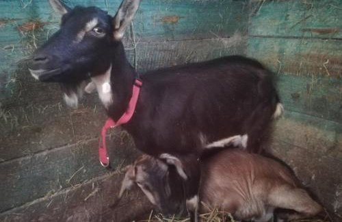 Pensjonat Przy Stajni - Foto 53