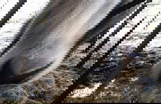 Le Chianine dei Tognoli - Foto 16