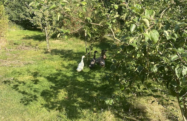 Remarkable 1-bed Cottage in Chester - Foto 15