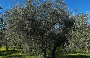 La Dimora di Sandra Montefalco, appartamento tra ulivi con parcheggio - Foto 32