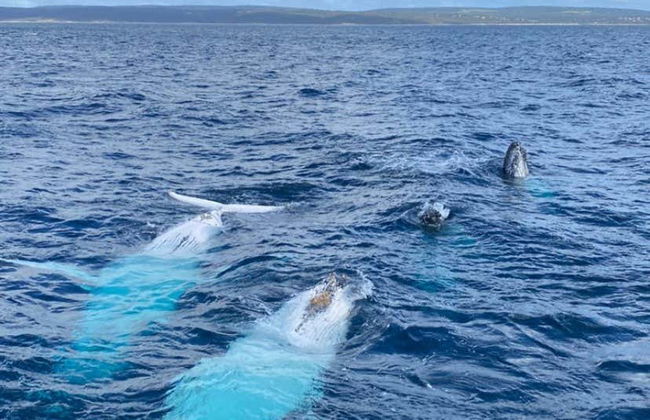 Whale Watching in Geographe Bay - Photo 7