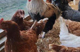 Ferienwohnung Eiernest - Foto 21