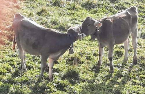 Haus Huber - Foto 32