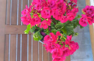 Araucaria studio Manis - Foto 18