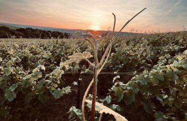 Le Cocon à Ay-Champagne Escapade romantique & dégustation de Champagne - Foto 18