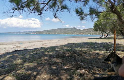 Ήσυχη μονοκατοικία κοντά στη θάλασσα!!! - Photo 13