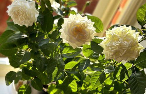 Stylish and Modern One-Bedroom Flat in Dorset - Foto 8