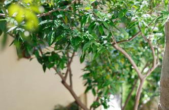 Elmar House - Foto 7