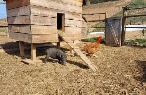 Gecko Pego Longo - Foto 71