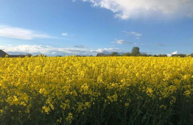 Holiday Home Moselle With Private Sauna - Photo 33