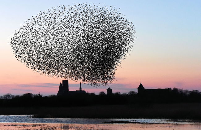 Ribe Byferie Resort - Foto 53