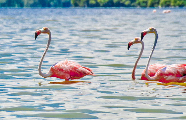 Celestún Day Trip - Photo 1