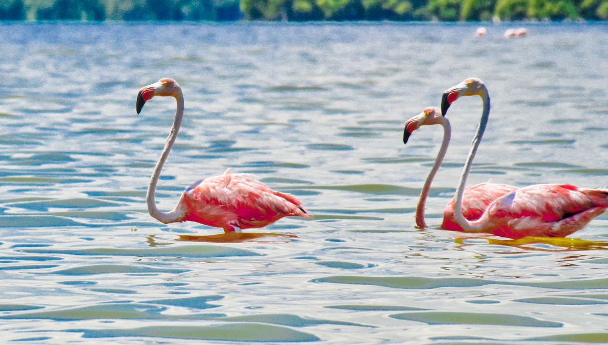 Celestún Day Trip - Foto 1