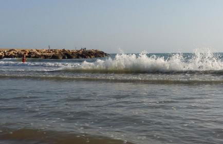 Hibiscus Rosso - Foto 27