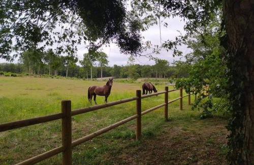 Évasion champêtre : Maison avec piscine, tennis, et étang au cœur de 50 hectares de forêt - FR-1-410-307 - Photo 9