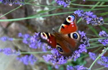 Kuckucksnest - Ferienwohnung mit Traumblick im Schwarzwald - Foto 53