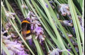 Sonnellino in Maremma - Foto 29