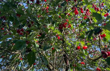 NEW Spacious House with large garden - Foto 47