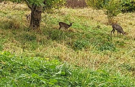 Le Petit Sapin - Foto 26