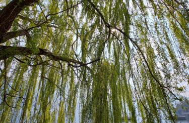 Le Allegre Comari di Ossuccio - Foto 39