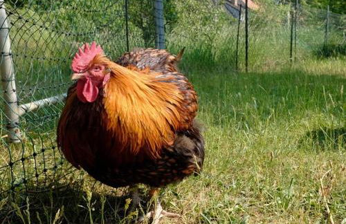 Ferienhaus Sommerwiese - ABC327 - Foto 17