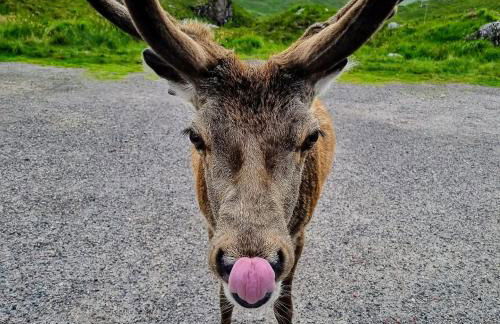 DOLLARBEG CASTLE - The Tower - Luxury Apartment - Foto 39