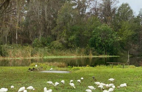 Professor Rousseau's Tiki Hideaway - Foto 39