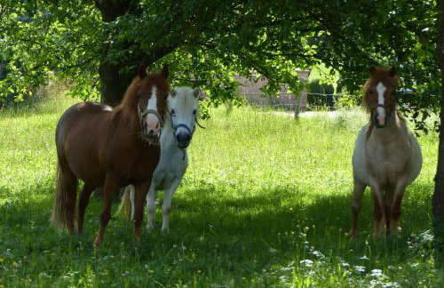 Schauerhof - Photo 19