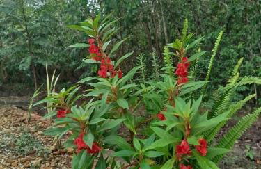 Chalé do Ypê 1 - Foto 35