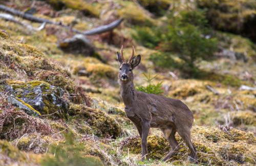 1 Bed in Inverkeithing 96221 - Foto 28