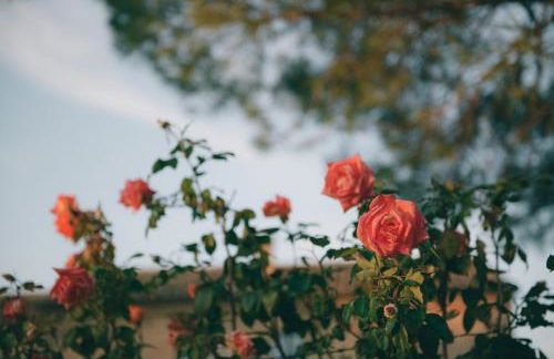 Casolare della Quiete Corridonia - Foto 71