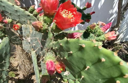 Le Case di Esteca - Blue Dwelling - Foto 29