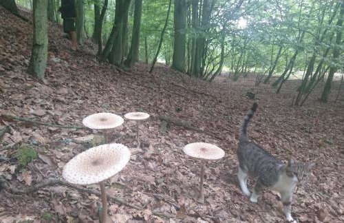 Silna Nowa 2 - Foto 15