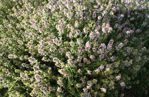 Apartment Borna - Photo 19