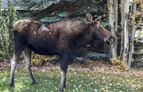 Buffalo Woods 216 - Wildernest - Foto 50