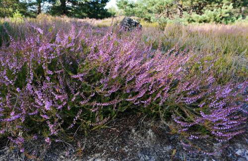Augustówka - letnisko na Wrzosowiskach - Foto 7